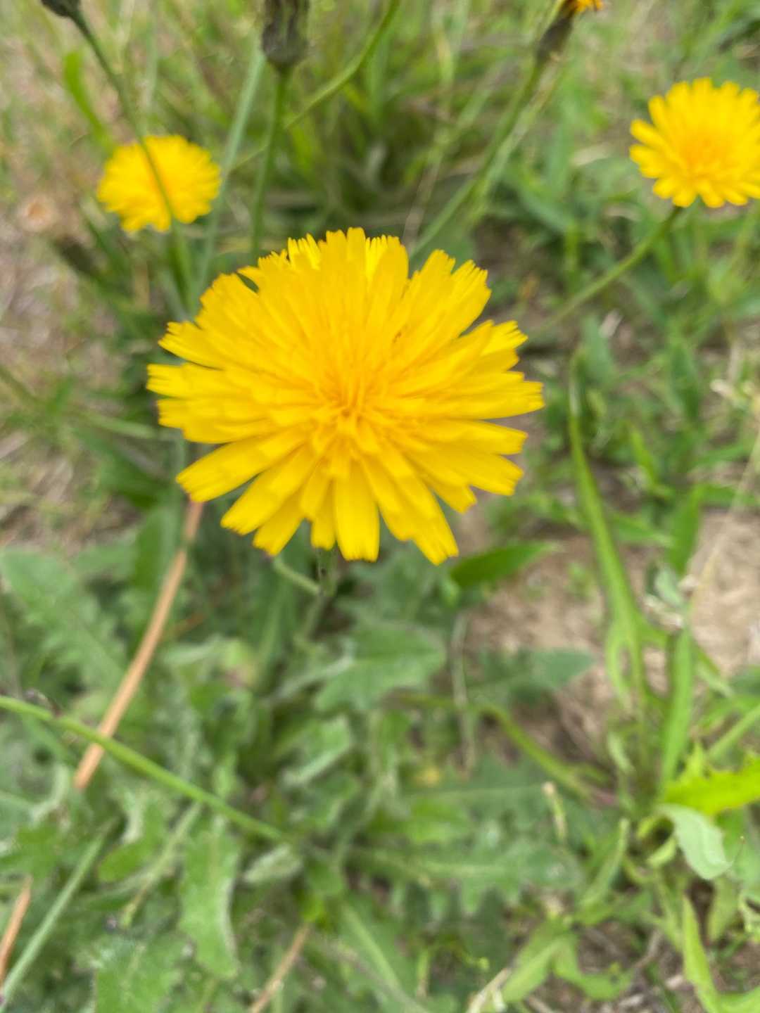 お花が咲いてる🌼😊