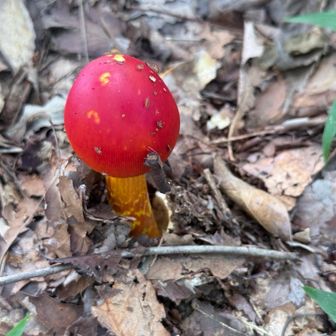 🍄