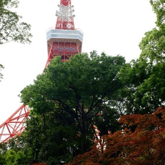 紅葉山からの東京タワー  
山頂らしきが山頂でしょう祠