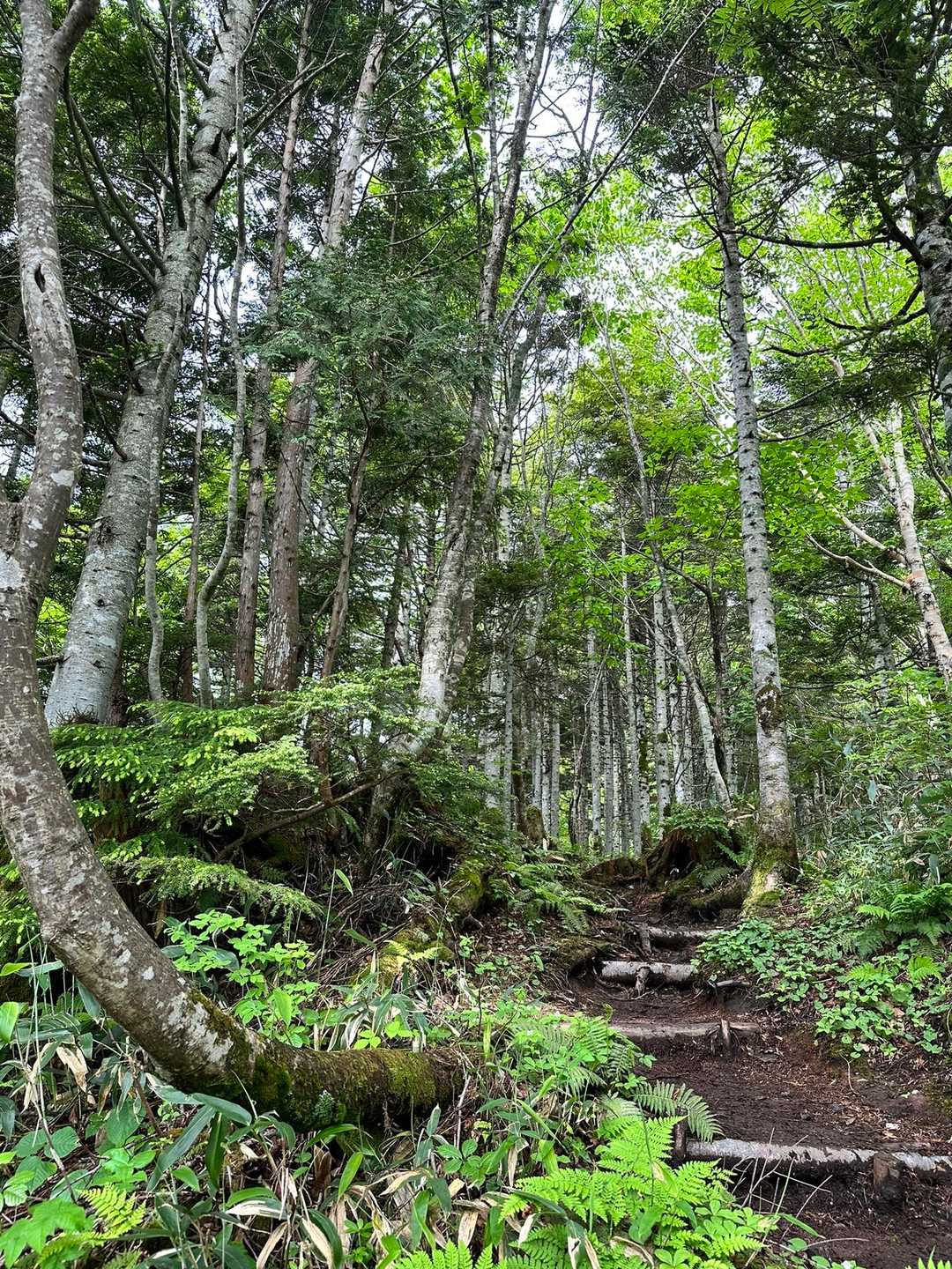 猿倉登山口-田代山 往復コースの写真