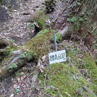 これは新しい！