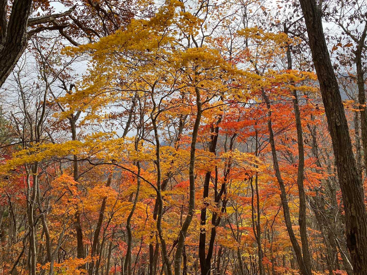 🍁🍁🍁🍁