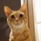 とらねこ