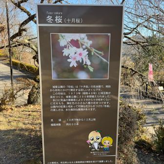 冬桜を楽しむ前に展望台へ