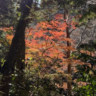 3号路→2号路→病院前コースにて