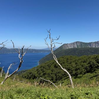 途中の白骨樹と摩周岳