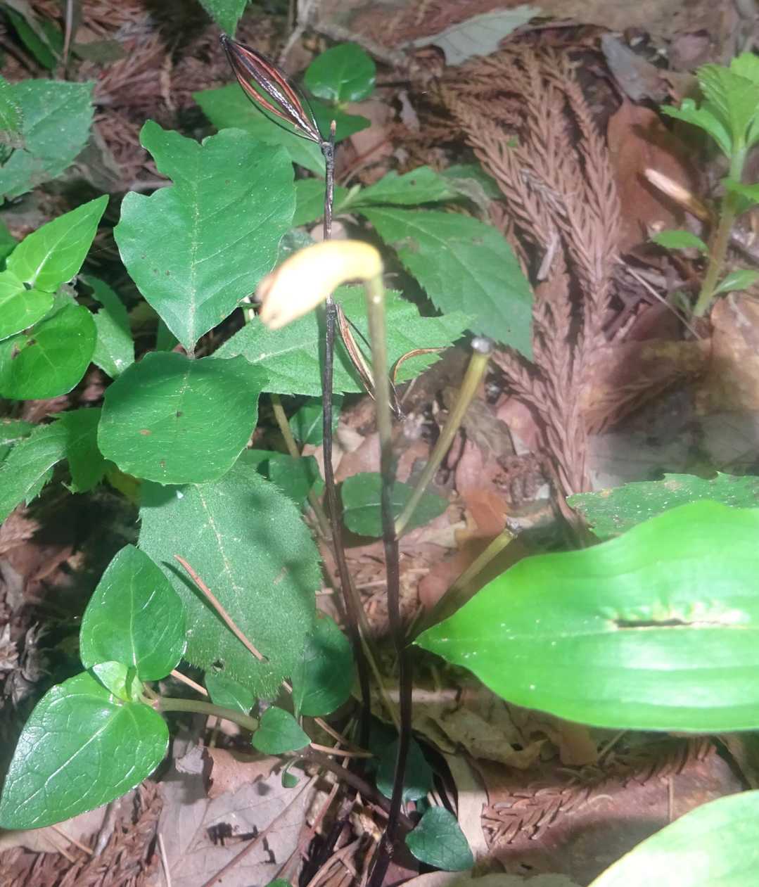 ムヨウラン