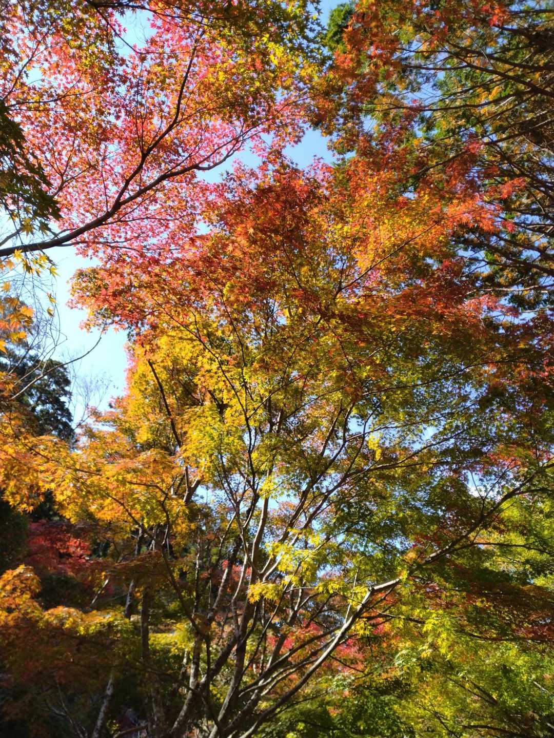 光加減で美しい