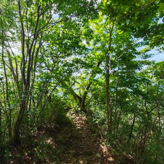 木漏れ日の気持ちいい山道を進みました。
