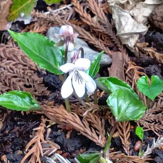 ナガバノスミレサイシン