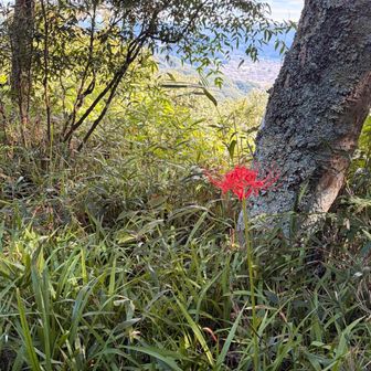 ちゃんと咲いてる彼岸花