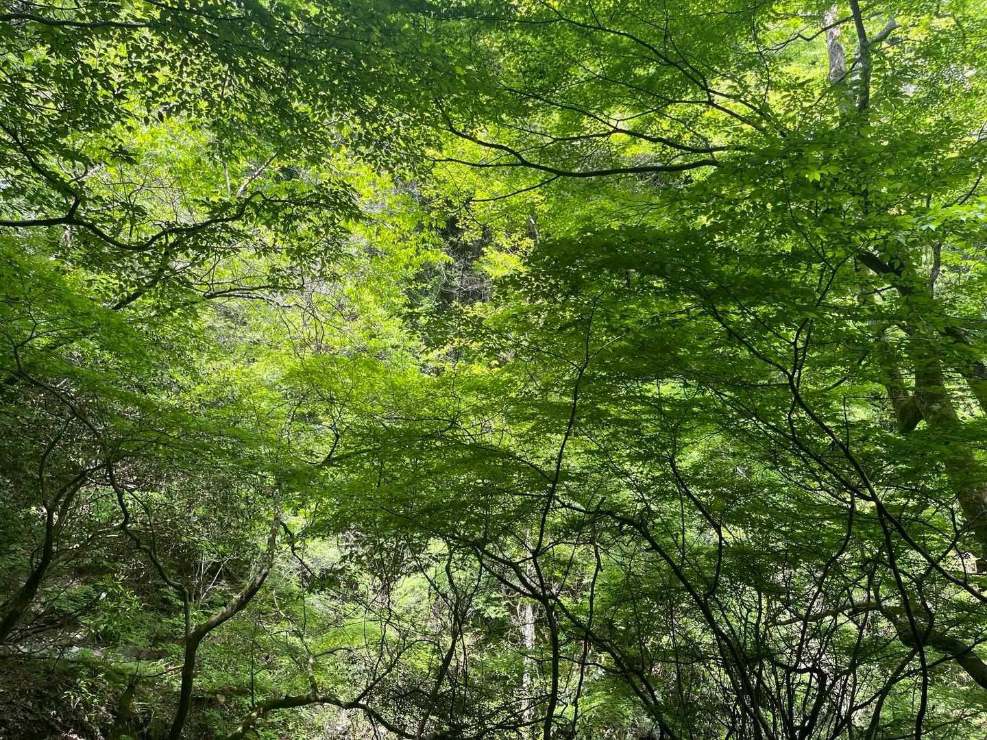 稜線歩きを楽しめる雷山から井原山への縦走コースの写真