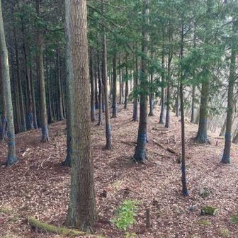 更に奥へと続く道があり、少し下って進んでみる。竜宮山へと続く登山道。
ここ、以前歩いたところでした。😉