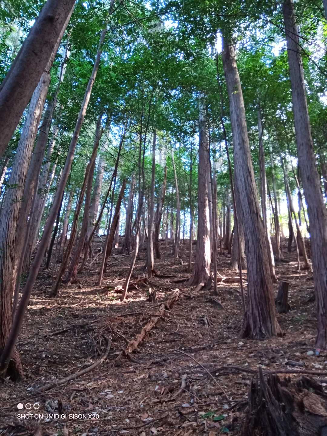 奥殿陣屋ルート登山口-村積山 往復コースの写真