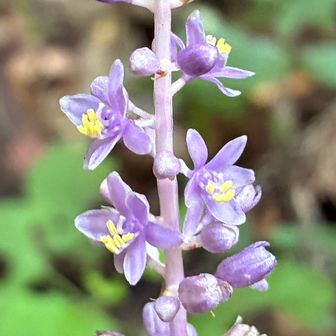 ヤブランが咲いたところ💜
黄色の雄しべが可憐ですね😍
ちなみに調べました😅
「可憐（かれん）」とは、姿やしぐさが愛らしく、いじらしく感じられるさまを表す言葉です。主に少女や小さな花など、守ってあげたくなるような対象に使われます。