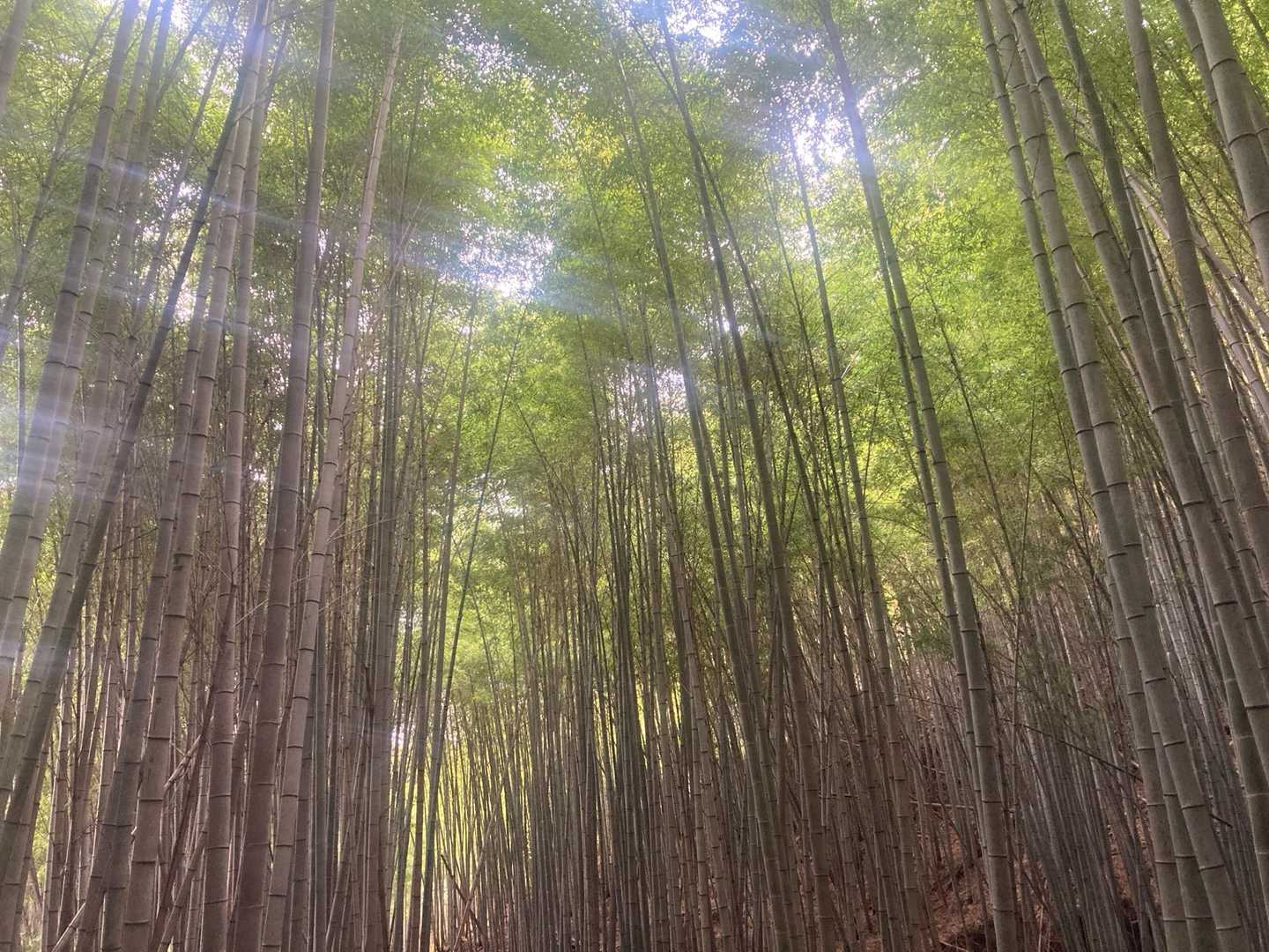最後に竹林がありました♪