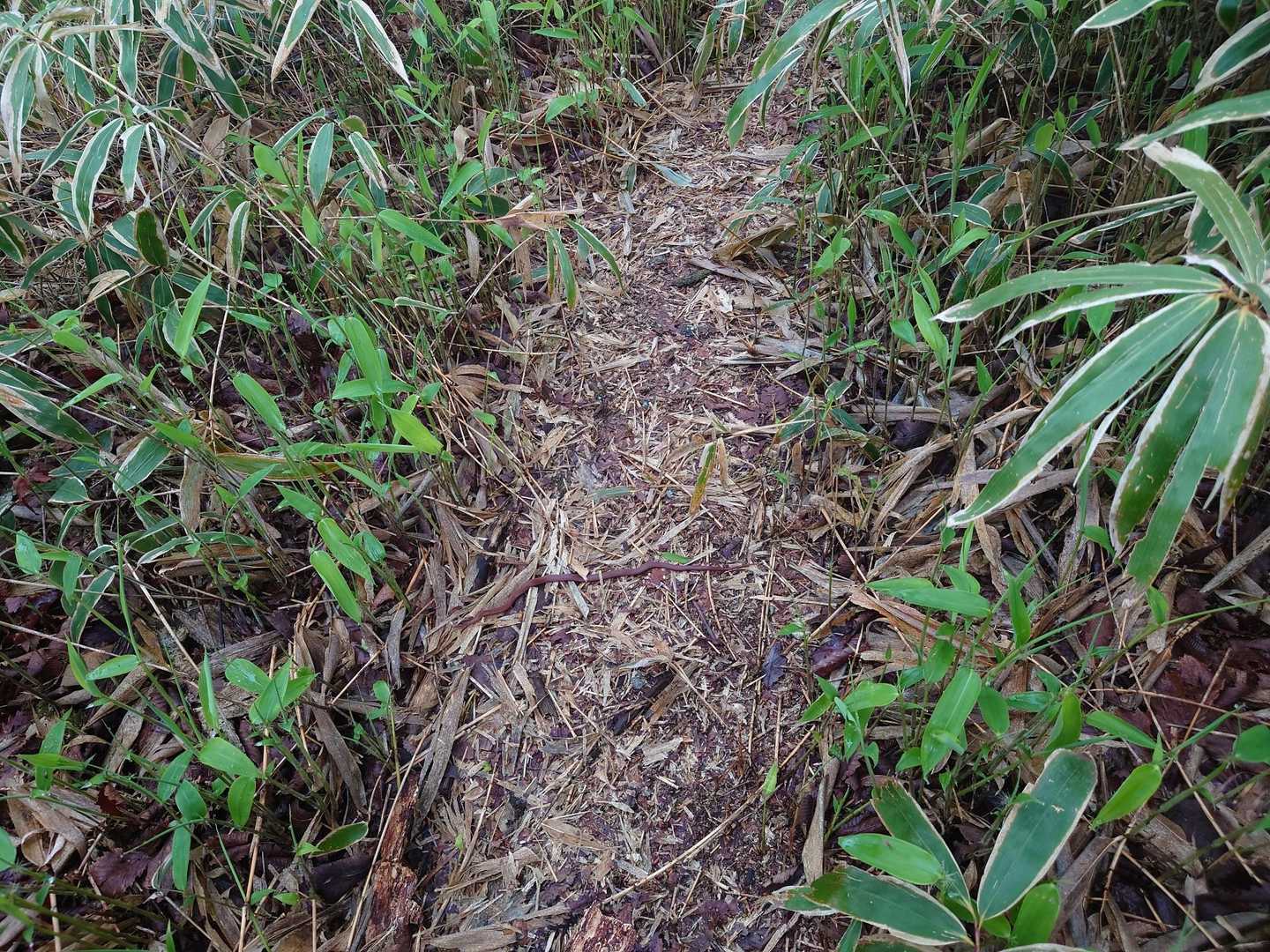 うぎゃ〰️😱😫😣
やっぱり遭遇してしまいました😵‍💫

生きてるの？◯んでるの？
苦手と言いつつ、📷️撮ってる私🤣
全く動く様子がない🐍でも確かめることなんて出来ないし、何より怖い😱
なので思いきって飛び越えました!!🤣
