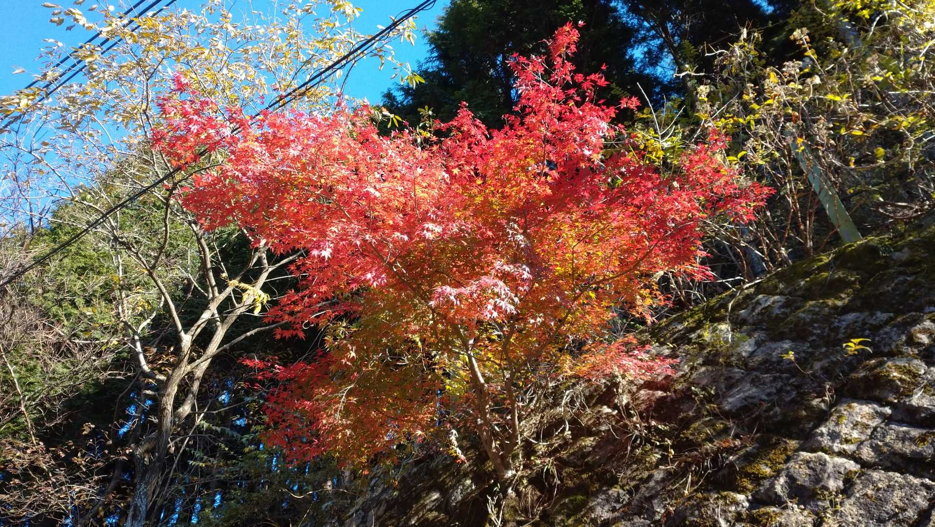 ヤビツ峠-岳ノ台-菩提峠-三ノ塔 周回コースの写真