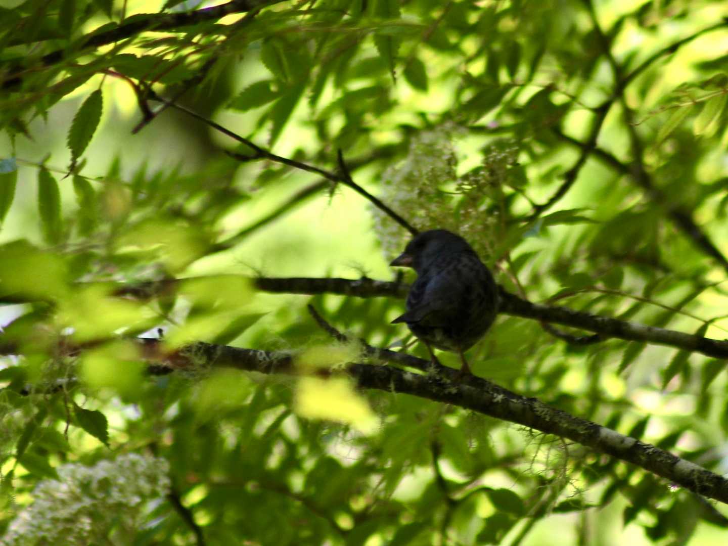 木陰になにかの幼鳥