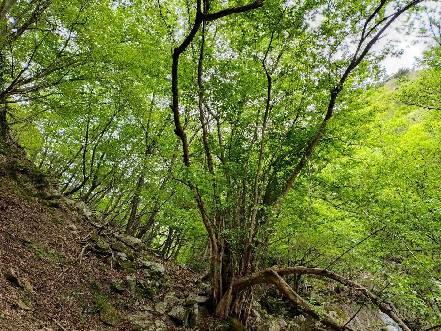 わぁ～🌱新緑✨だぁ～ここ‼️大好きポイント💕