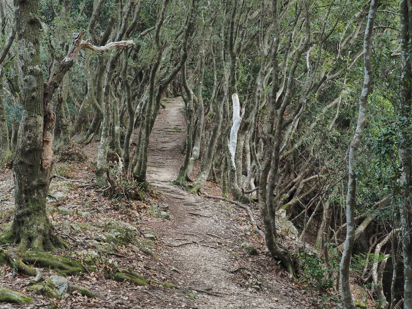 剣峠-八称宣山-京路山 周回コースの写真