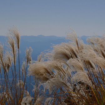 ふと見えたススキ綺麗でした😃