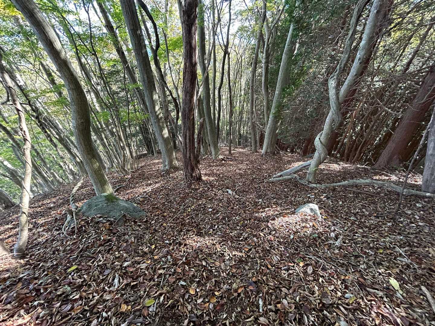 周回して駐車場へ戻ります🚙落ち葉深く、滑りやすく踏み跡不明瞭区間あり