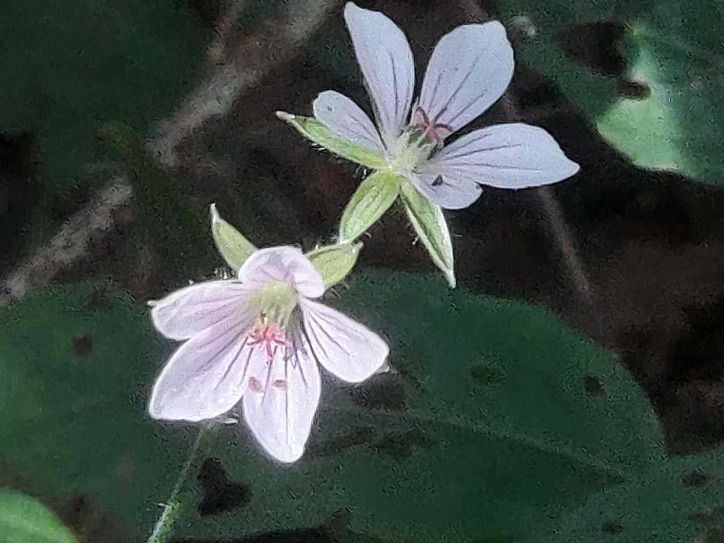 lovely😘　ゲンノショウコ