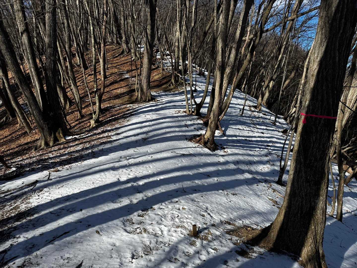 深山橋バス停-大寺山登山口-大寺山-タナグチ山-オオヤマト 縦走コースの写真