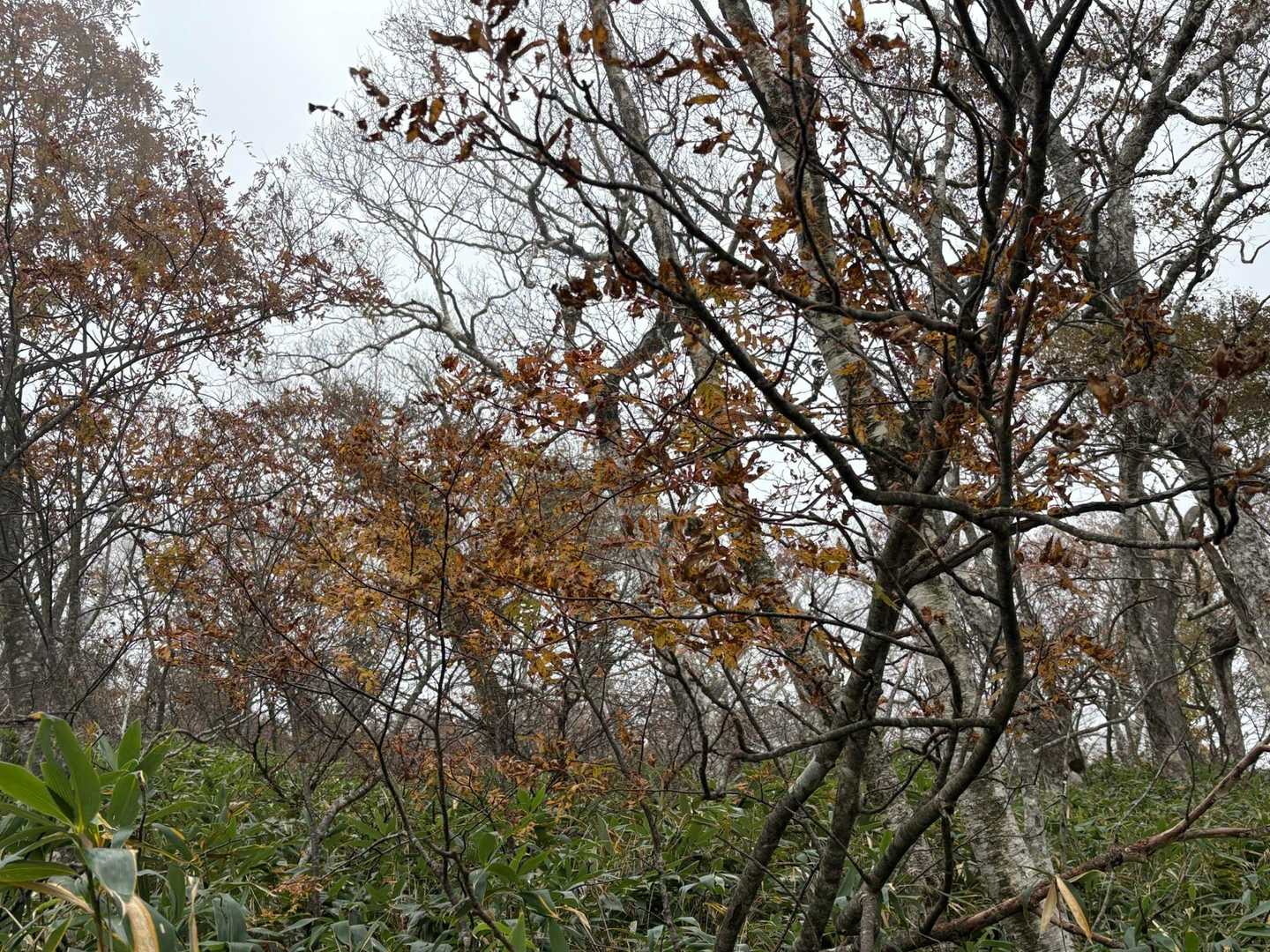 来馬岳近くで枯れ気味の紅葉🍁