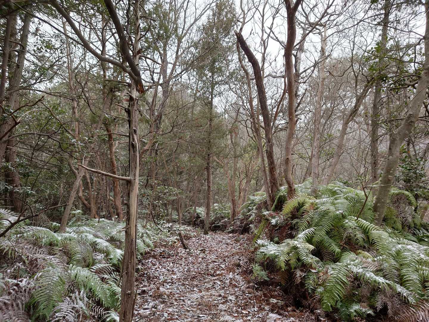 雪がじみーに振り続けるので不安🥺