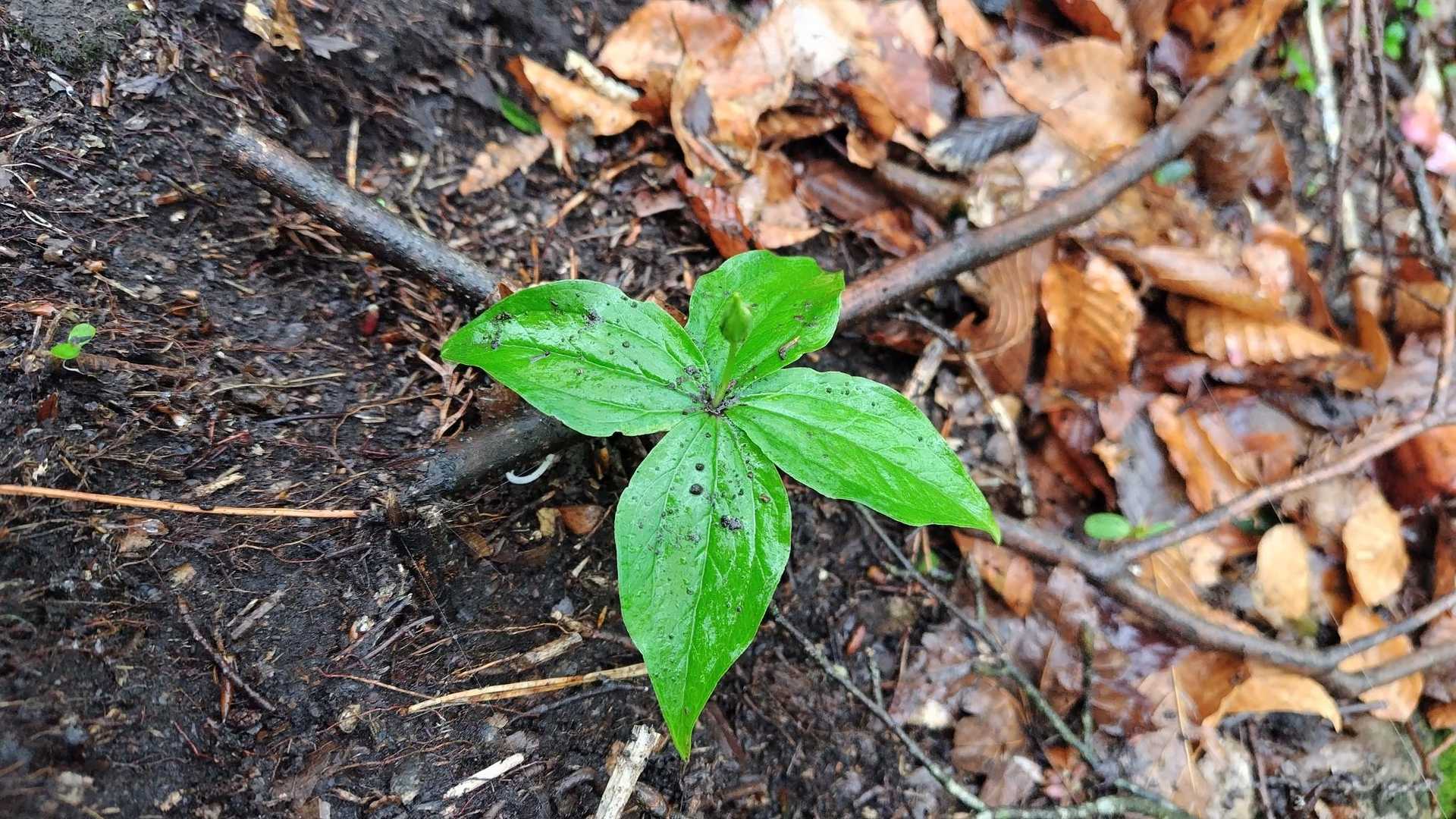 ゴゼンタチバナ。どんな花が咲くのかな?