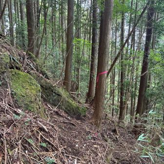 あまり登ってる方は居ないみたいなのよ💦
かなり荒れています。

