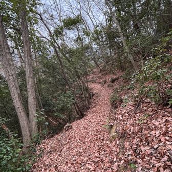 めちゃくちゃ良い道