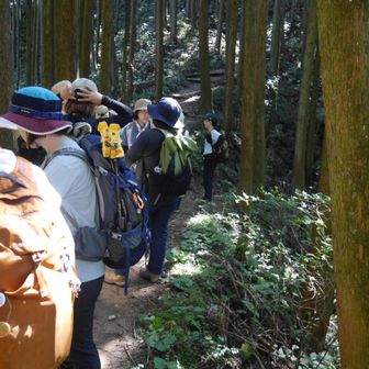 黒栂谷は植林地帯に入る