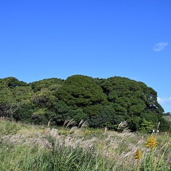 長者ヶ森🌳