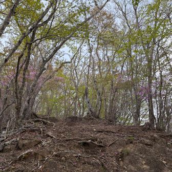 山頂手前でツツジ🌺発見