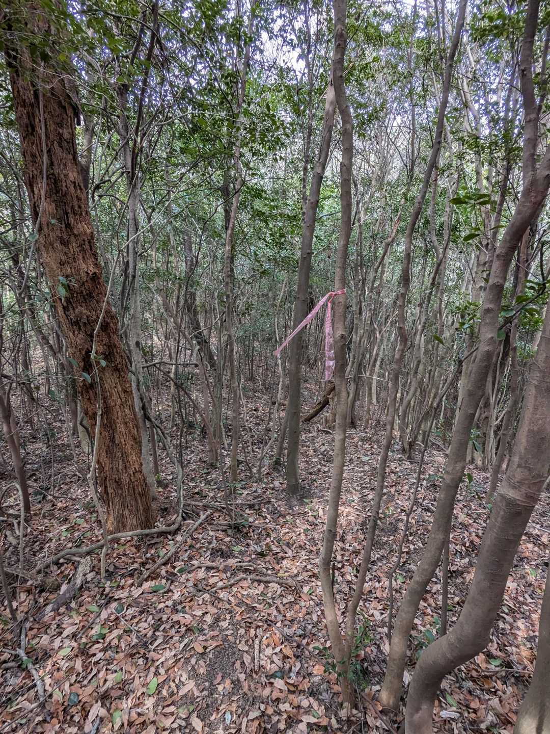 岳浦山 往復コースの写真