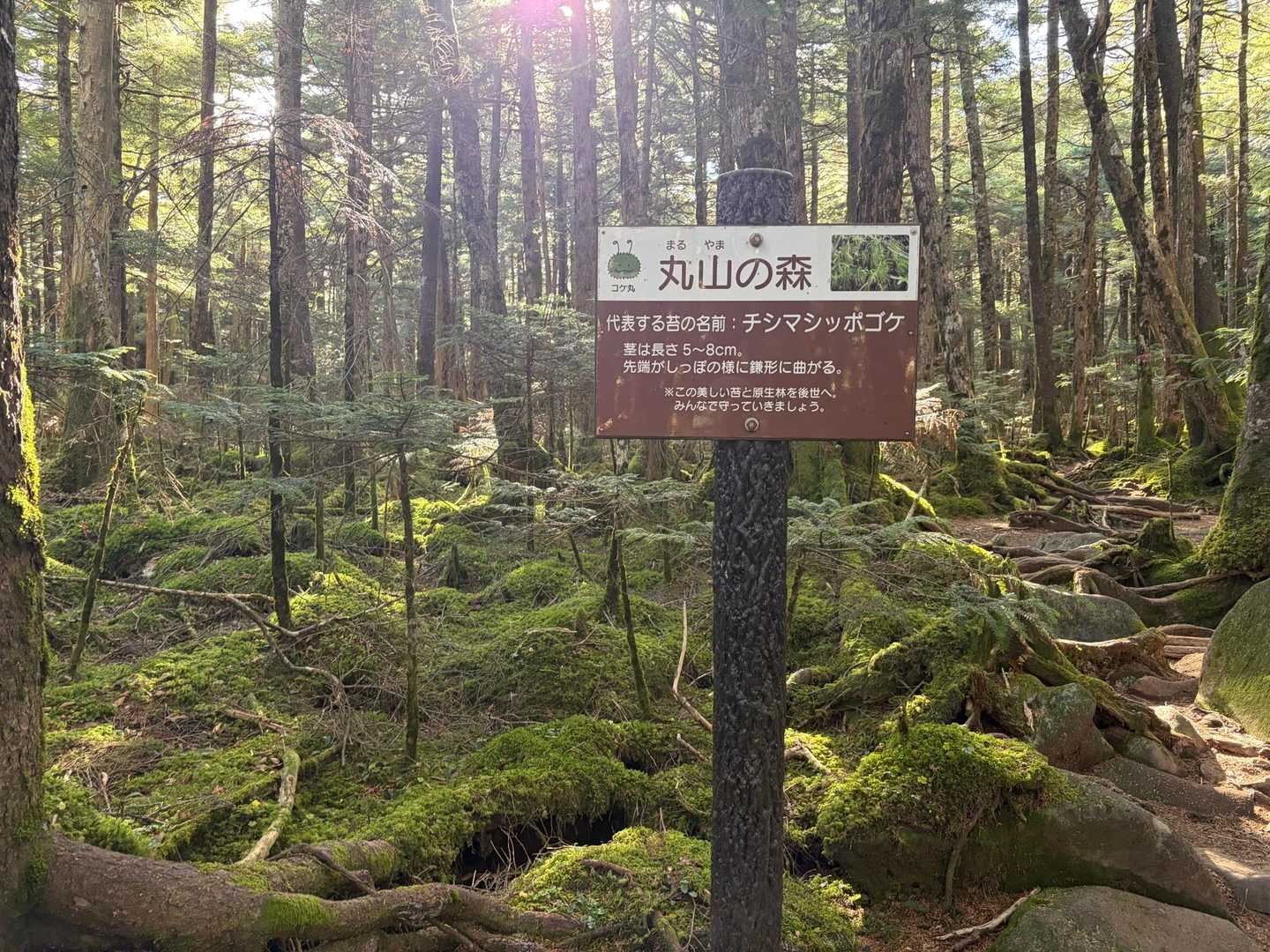 あちこちに　苔の森がありました。
苔の名前を覚えたいけど、忘れちゃう😅
