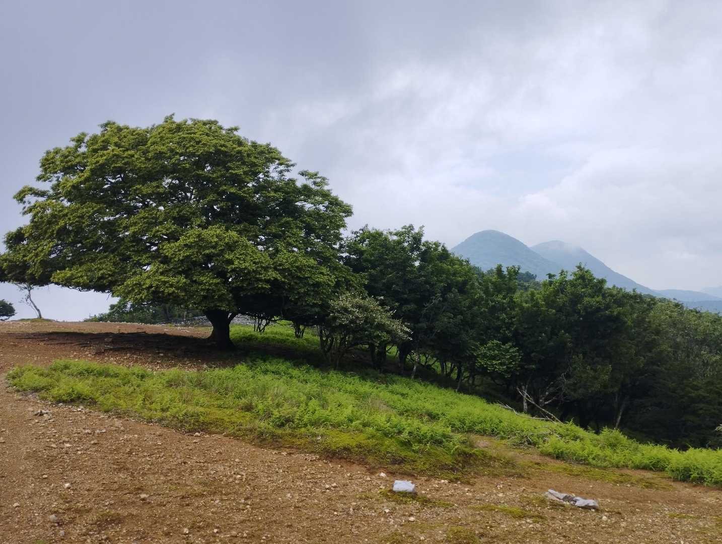 鞍掛トンネル西登山口-鞍掛峠-鈴北岳-鈴ヶ岳-桜峠-茶野 往復コースの写真