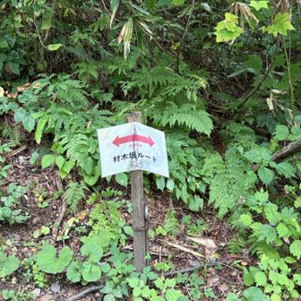 立山から美女平まで歩いて登る組へ。
登山口がわかりにくかった😅