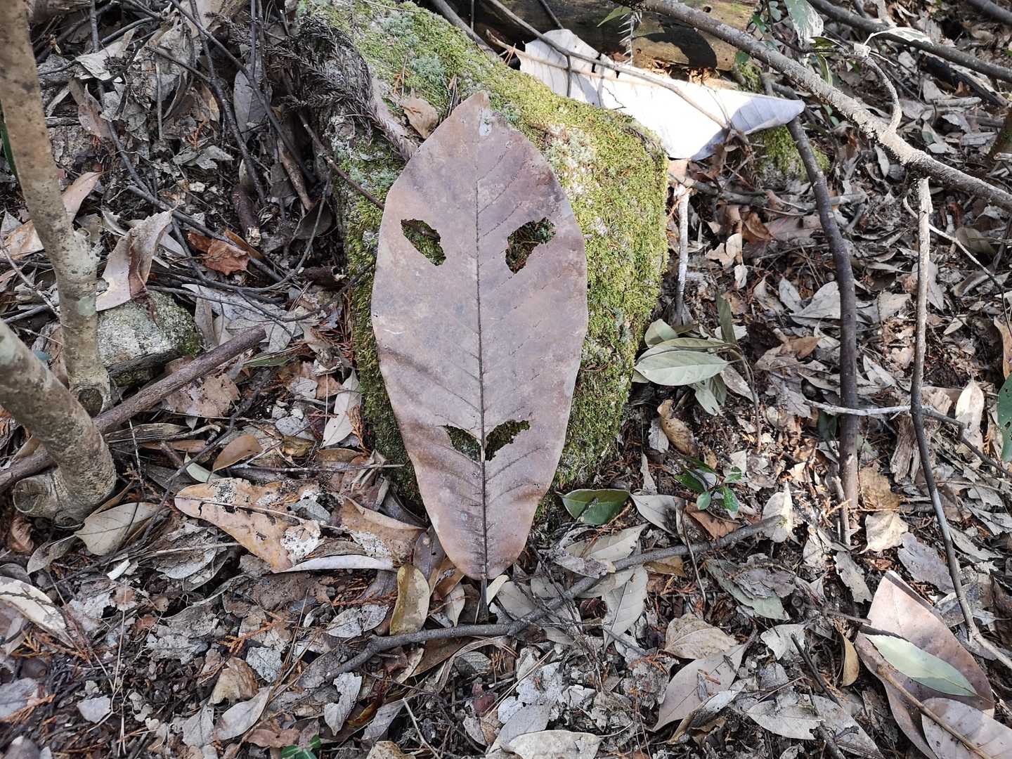 自作の面