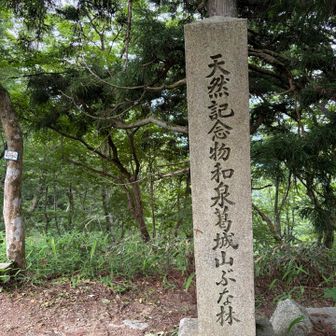和泉葛城山のブナ林
