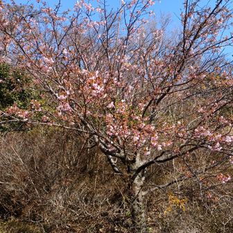 この辺りは恐竜公園
