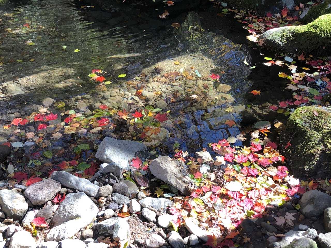 水面に落ちた紅葉が綺麗でした。