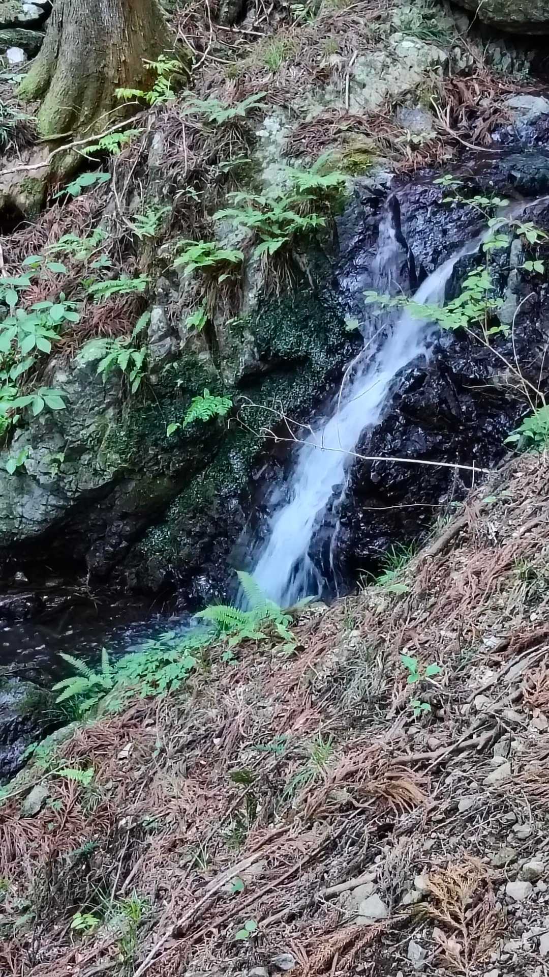 二子山-焼山 周回コースの写真