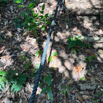 危なそうな箇所にはロープがしっかり備えてありました