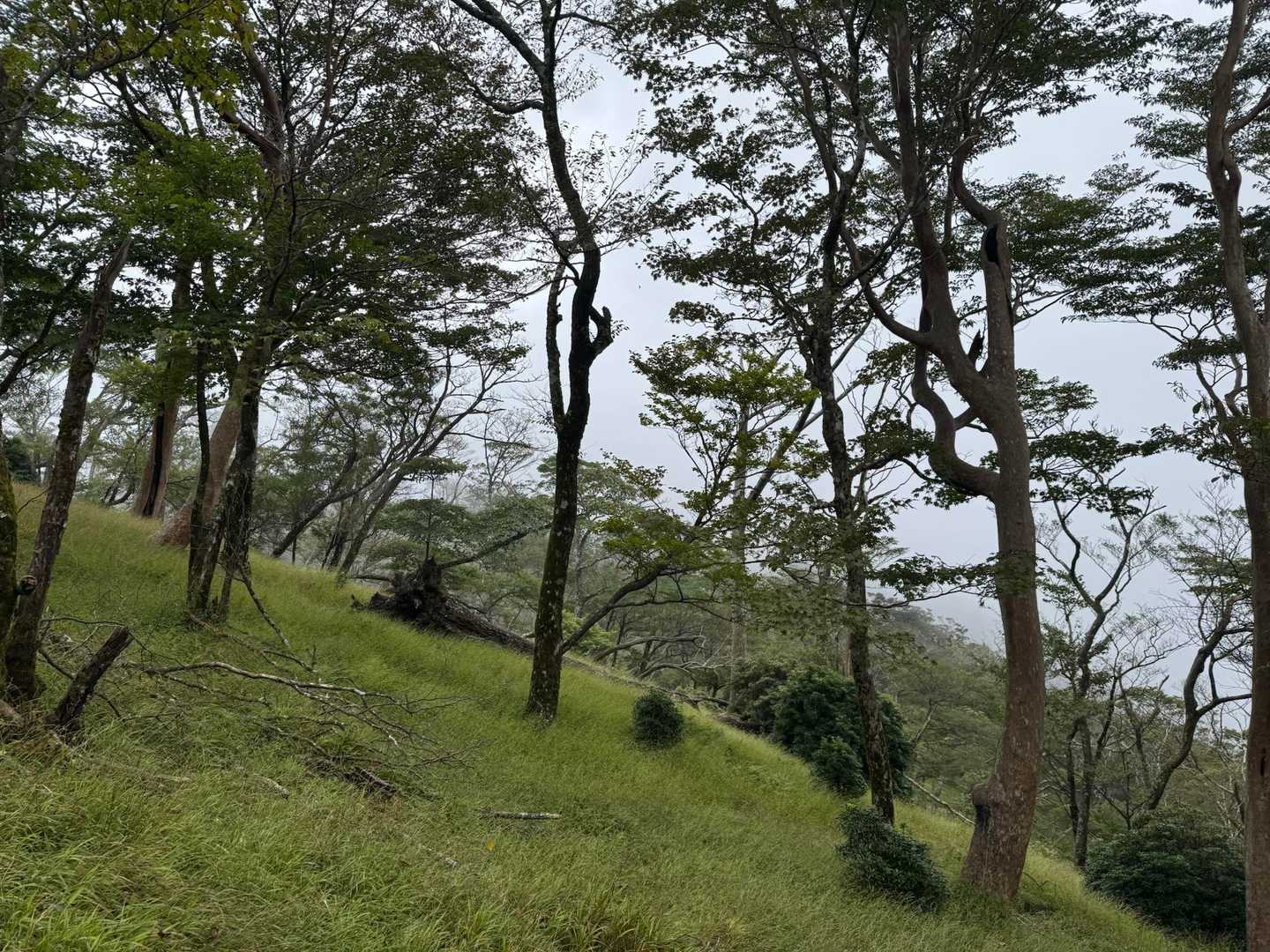 3合目登山口-夫婦杉-市房神社-市房山 往復コースの写真