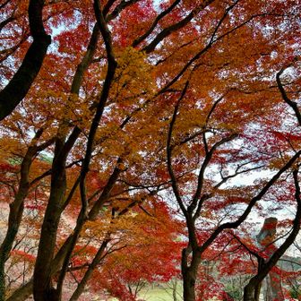 夜のライトアップも素敵でしょうね✨

もう今年のライトアップは終わりましたね💦