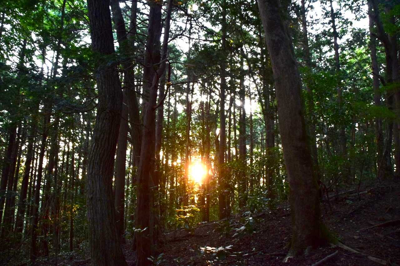 太陽☀️出て来た